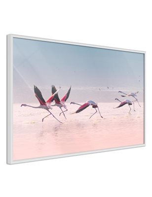 Poster  Flamingos Breaking into a Flight